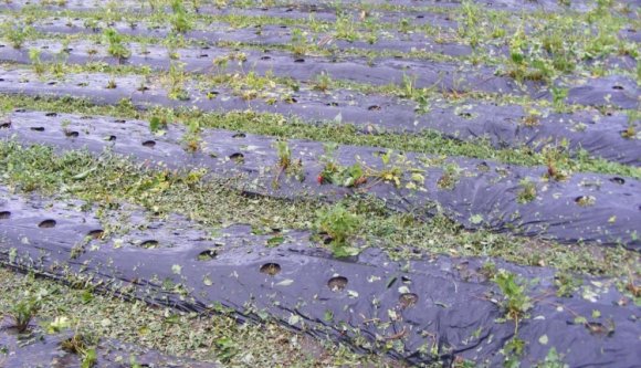 Szatmár: tönkretette az epertermést az ítéletidő