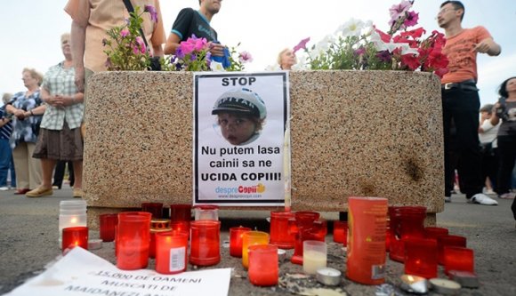 Ítélet született az ügyben, amely miatt 20 ezer kóbor kutyát altattak el