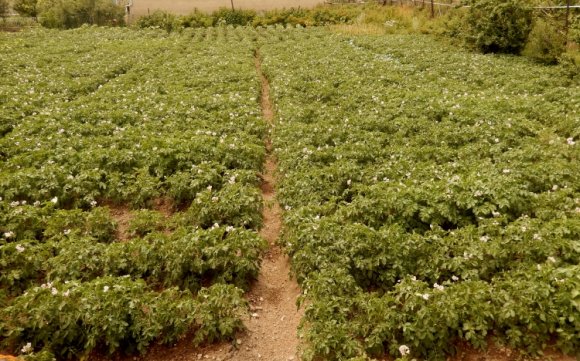 Lenyúlnák a kézdivásárhelyi gazdák földjeit