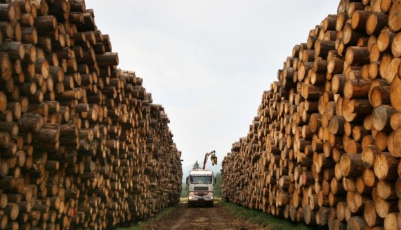 Megóvta a bírságot a „feketén vágó” Schweighofer