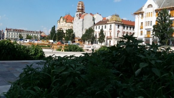 Spontán füvészkert a Szent László téren