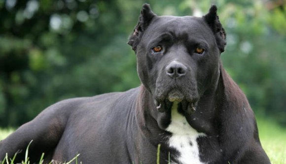 Kutyák öltek embert Maros megyében