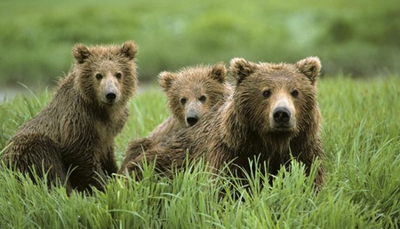 Embert sebesített meg a medve Székelyföldön
