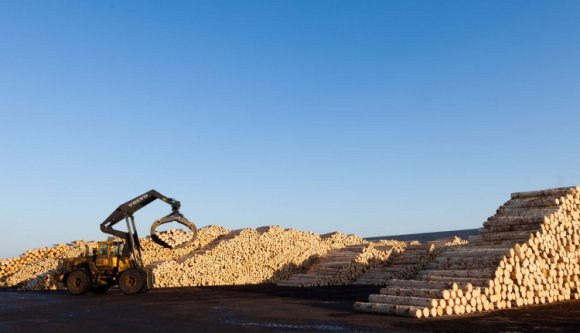 Még mindig szabadon exportálható a faanyag