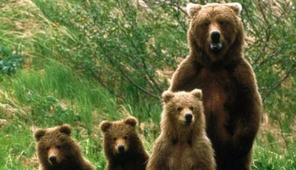 Mindent ellepnek a medvék, kezdeni kellene már velük valamit