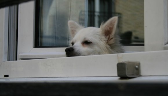 Közös költséget fizettetnének a vásárhelyi kutyákkal