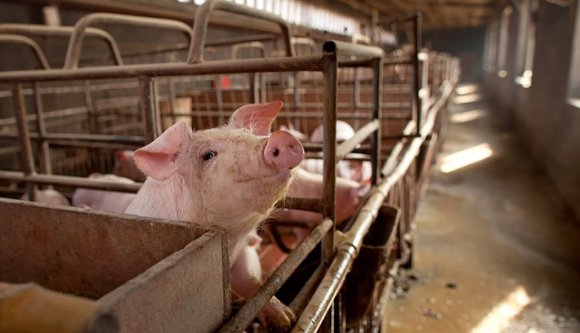 Felveszi a bűzzel a harcot Várad civil lakossága