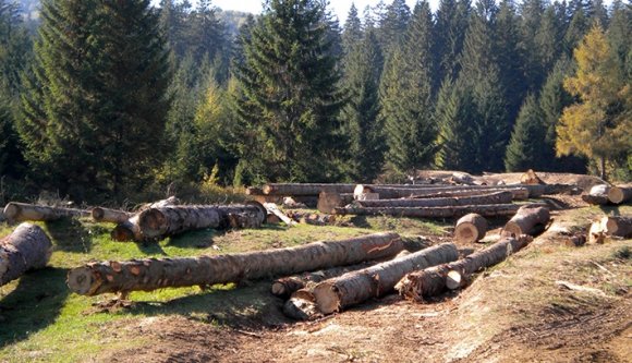 Erdőket vett az IKEA Romániában