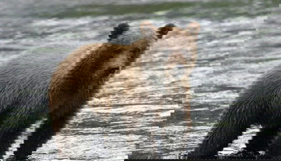 Újabb medvetámadás a Székelyföldön
