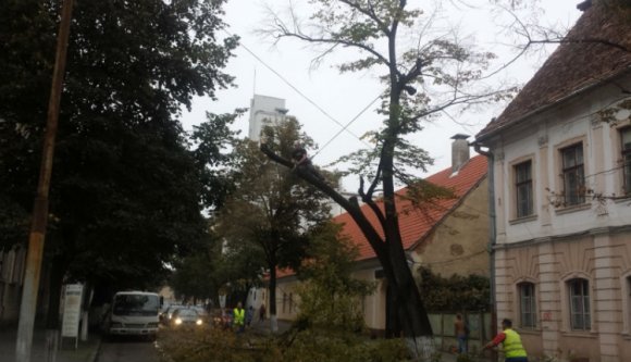 Mindenki nyugodjon le: nem irtják a Farkas utca fáit!