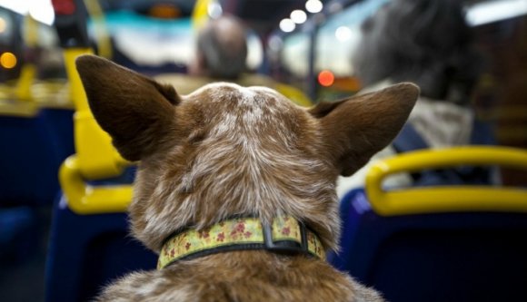 Beköszönt a kutyavilág a kolozsvári buszokon