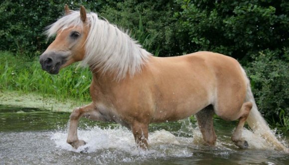 Póniló karambolozott Lugos mellett