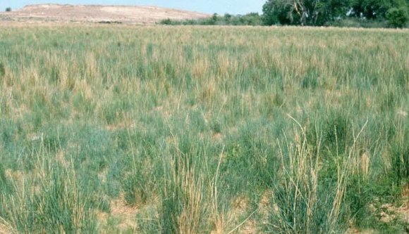 Hargita megye: a földhivatal vezetője gáncsolja a restitúciót?