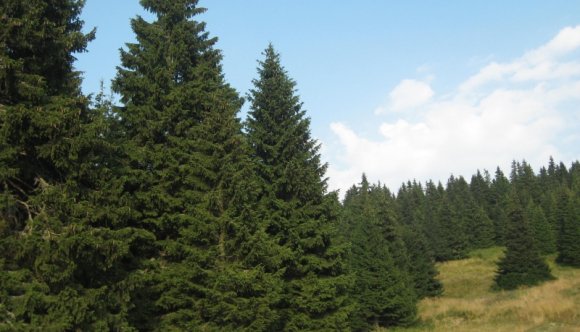 Nemigen vonják felelősségre a székelyföldi fatolvajokat