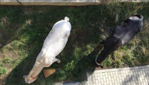 Kecskék az ablak alatt, tehenek a körforgalomban, lovak a kiskertben