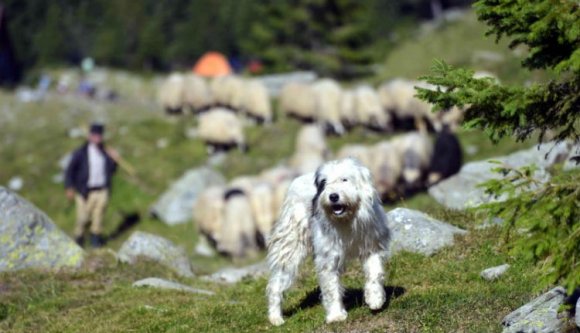 A román parlament ezzel pályázhat a hülyeség aranyfokozatára