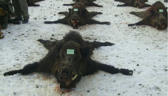 Vége a vadászatnak a Țiriac-birtokon?