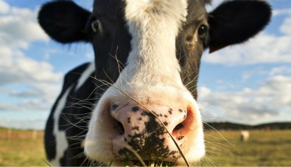 Felmentették a tehenekkel megvesztegetett főügyészt