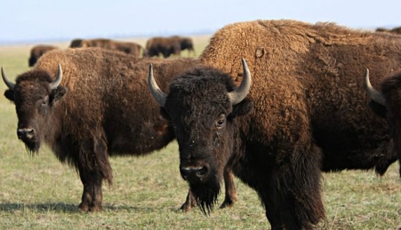 Kutyafalkák tizedelik a visszatelepített bölényeket