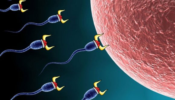 Dán spermával gyarapodik a nemzet