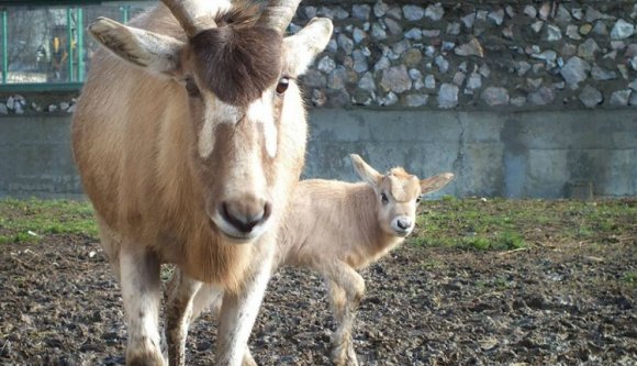 Napi cukiság: nézegessen váradi mendeszantilopbébit!