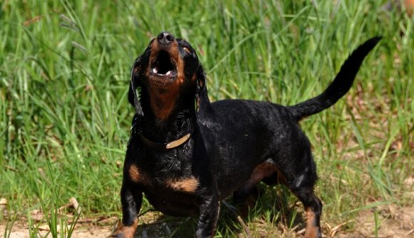 Elnémítaná a kutyákat egy medgyesi önkormányzati képviselő