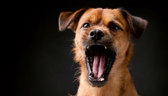 A medgyesi ebek réme nem hagyja magát