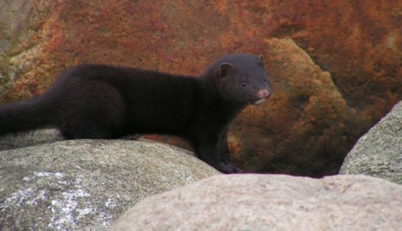 Nyércinvázió Brassó megyében