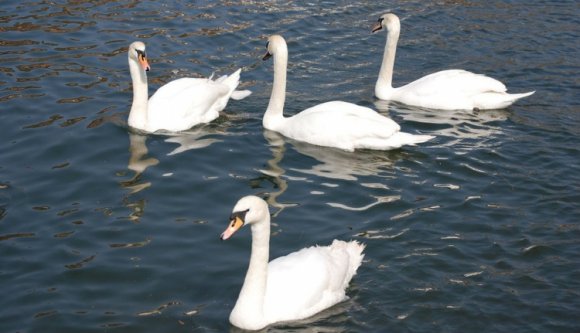 Hattyútolvajt fogtak a magyar-román határon