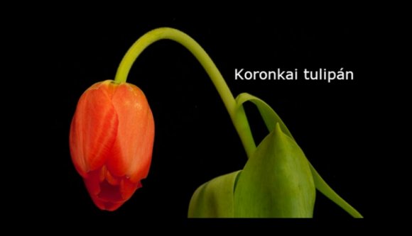 Ahol magyar cseszteti, román védi a magyart