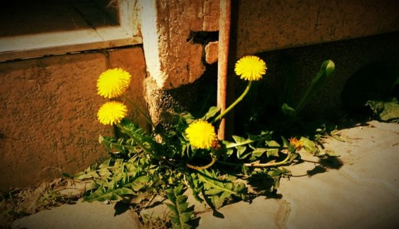 Kinyílott a pitypang. Székely Csaba megírta