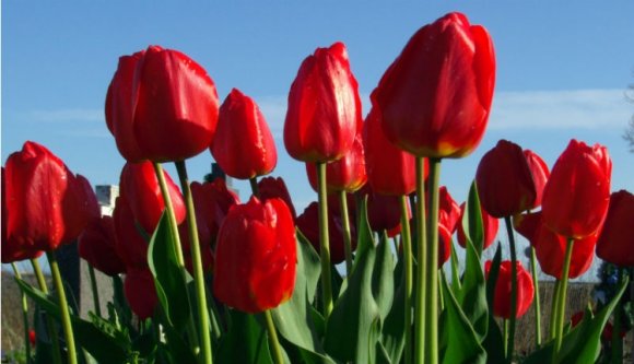 Nyugi, nem tiltják be az RMDSZ-t