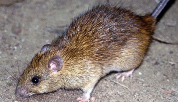 Vígan élnek a patkányok a kórház udvarán (VIDEÓ)