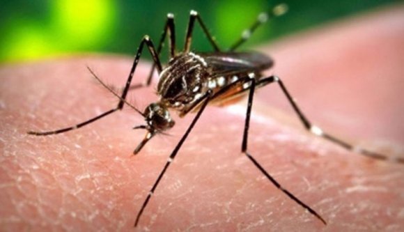 Európában, sőt Romániában is terjedhet a Zika vírus