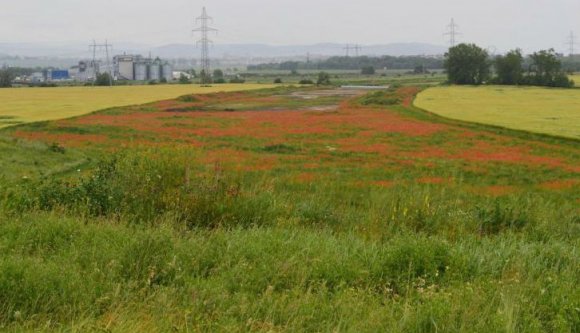 Pipacs nő az autópálya helyén