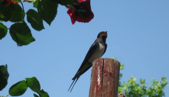 Eső, kánikula, sárga kód hétfő hajnalig