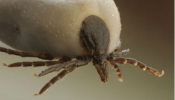 A hőségben beindultak a vérszopó szörnyek is!