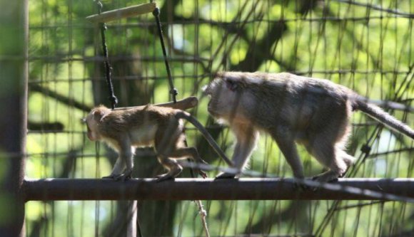 Ottó már tudja, ki nyeri a ma esti meccset