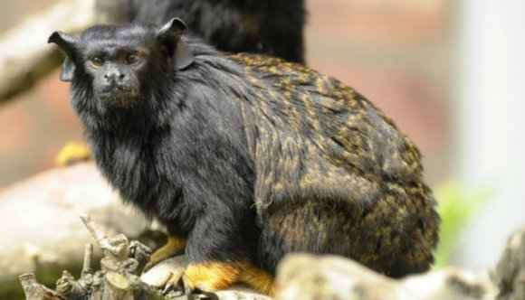 Feltétlenül nézze meg az aranykezű tamarinokat