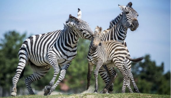 Állatkerti cukiságsorozatunk folytatódik: