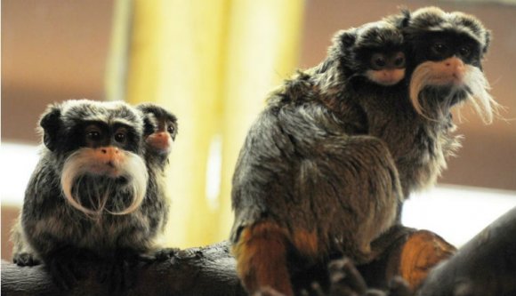 Az aranykezűek után megjöttek a császárbajszú tamarinok