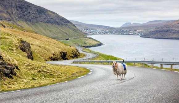 Birkák végzik az utcakép-készítést a Feröer-szigeteken