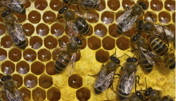 Balesetet okoztak a támadó méhek