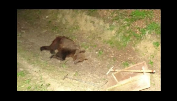 Kilőtték az emberekre támadó brassói medvét