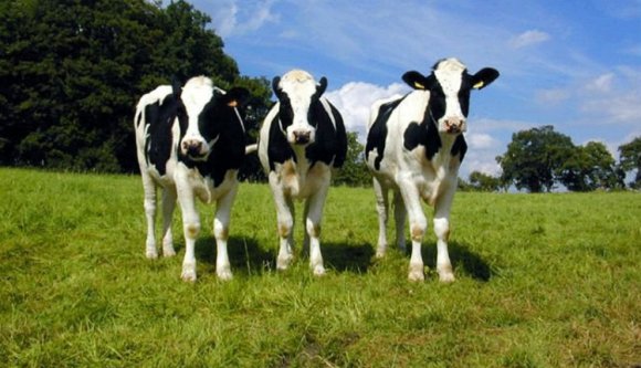 Gazdák, szövetkezzetek!