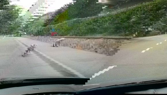 Utcakép disznóval Sepsiszentgyörgyön