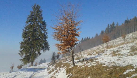 Mindenki benne van az erdőbizniszben, még az államfő is