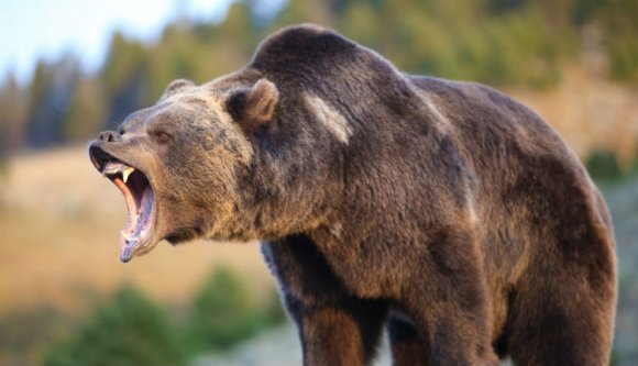 A medvék már Járabányát is terrorizálják