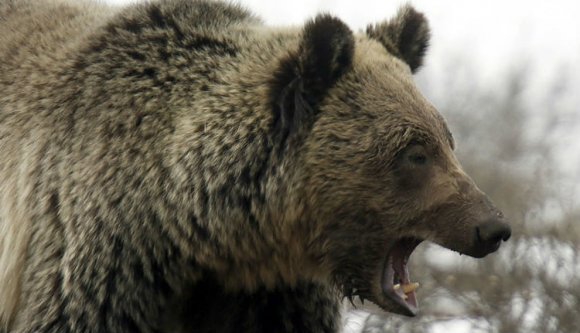 12 éves kislányra támadt a medve