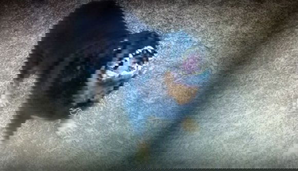 Saját kutyája ölte meg a Dolj megyei férfit